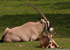 ZOO Olomouc  Oryx jihoafrick 
(klikni pro zvten)