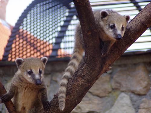 ZOO OHRADA - HLUBOK NAD VLTAVOU