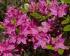 VÝSTAVA RODODENDRONŮ